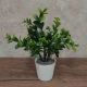 DEKOR DOM Cvet u saksiji - SUCCULENT 0038-38A - N38 - 024264