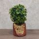 DEKOR DOM Cvet u saksiji - BONSAI LV001 - N38 - 024266