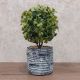 DEKOR DOM Cvet u saksiji - BONSAI LV001 - N38 - 024266