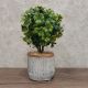 DEKOR DOM Cvet u saksiji - BONSAI LV001 - N38 - 024266