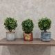 DEKOR DOM Cvet u saksiji - BONSAI LV001 - N38 - 024266