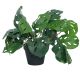 DEKOR DOM Cvet u saksiji - MONSTERA ZD-BYBG19(A)-PGJ5 - 32cm - N55 - EP2626193