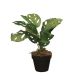 DEKOR DOM Cvet u saksiji - MONSTERA CALATHEA ZD-241325 - 36cm - N55 - EP2626196