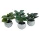 DEKOR DOM Cvet u saksiji SUCULENT FITTONIA - 10cm - N55 - EP2880087