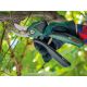 BOSCH Akumulatorske makaze za orezivanje Easy Prune - 06008B2102
