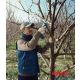 BOSCH Pro Pruner Professional akumulatorske makaze za baštu, 2xGBA 3.0Ah - 06019K1021