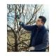 BOSCH Pro Pruner Professional akumulatorske makaze za baštu, 2xGBA 3.0Ah - 06019K1021