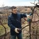 BOSCH Pro Pruner Professional akumulatorske makaze za baštu, 2xGBA 3.0Ah - 06019K1021