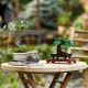 LEGO 10281 Bonsai drvo - 87455
