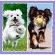 TREFL Puzzle 3u1 Cute dogs 34854 - 50, 20, 36 delova - 102860-34854