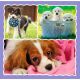 TREFL Puzzle 3u1 Cute dogs 34854 - 50, 20, 36 delova - 102860-34854