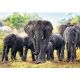 TREFL Puzzle African Elephant 10442 - 1.000 delova - T10442