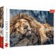 TREFL Puzzle Sleeping lion 10447 - 1.000 delova - 103744-10447