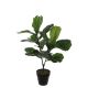 DEKOR DOM Cvet u saksiji FICUS LYRATA 75cm 1040426 - Green - EDL - EP2626349