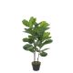 DEKOR DOM Cvet u saksiji FICUS LYRATA 100cm 1040427 - Green - EDL - EP2880612