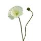 DEKOR DOM Cvet 60cm Rhoeas, krem - 040052