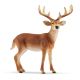 SCHLEICH Jelen - 14818