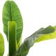 ATMOSPHERA Dekorativna biljka Banana drvo - 167300