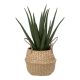 ATMOSPHERA Dekorativna biljka Aloe natural h37cm - 189119-1