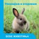 Upoznajem i otkrivam: Bebe životinja - 29500