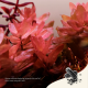 Nanobit 2Hr Aquarist APT Jazz - Large 54 caps - EP3105693