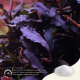Nanobit 2Hr Aquarist APT SKY - 150g - EP3105702