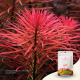 Nanobit 2Hr Aquarist APT Start - EP3105708