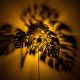 OPVIQ Zidna lampa Leaves, crna - EP3005923