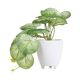DEKOR DOM Cvet u saksiji SEMELA 18cm - Light green/White - HML - 041950-1
