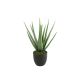DEKOR DOM Cvet u saksiji ALOE 49cm 768198 - Green - DCS - EP2880516