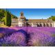CASTORLAND Puzzle Lavender Field In Provence -1000 delova - 90504