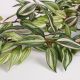 DEKOR DOM Cvet TRADESCANTIA 80cm 953284 - Green - EDL - EP2880630