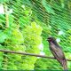 KINZO GARDEN mreža za biljke - EP3038771