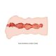 Masturbator veštačka vagina 13cm - 009132u