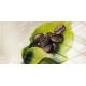 ILLY Kafa u zrnu Intenso 250g - 8003753918198