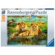 Ravensburger puzzle - Lavovi - 500 delova - RA16584
