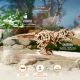 3D mehanička slagalica - UGEARS TIRANOSAURUS REX - 238-1-1