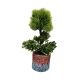 DEKOR DOM Cvet u saksiji - Bonsai Needles - 024268