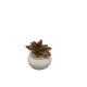 DEKOR DOM Cvet u saksiji - SUCCULENT CUBE 321 - N44 - 024276