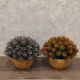 DEKOR DOM Cvet u saksiji - SUCCULENT HX0461 - N38 - 024265