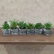 DEKOR DOM Cvet u saksiji - SUCCULENT ROUND 123 - N44 - 024274
