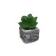DEKOR DOM Cvet u saksiji - SUCCULENT ROUND 123 - N44 - 024274