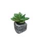 DEKOR DOM Cvet u saksiji - SUCCULENT ROUND 123 - N44 - 024274