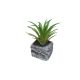 DEKOR DOM Cvet u saksiji - SUCCULENT ROUND 123 - N44 - 024274