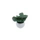 DEKOR DOM Cvet u saksiji SUCULENT FITTONIA - 10cm - N55 - EP2880087