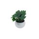 DEKOR DOM Cvet u saksiji SUCULENT FITTONIA - 10cm - N55 - EP2880087