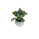 DEKOR DOM Cvet u saksiji SUCULENT FITTONIA - 10cm - N55 - EP2880087