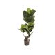 DEKOR DOM Cvet u saksiji - FICUS A1023 - N60 - EP2880147