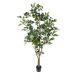 Fikus Benjamin 70x17x17cm - 7093F