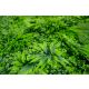 BOLZZ Zeleni zid 100x100cm 3D Amazon 1 - BOLZZIDAMA1